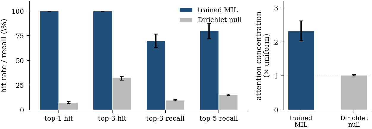 Bar chart comparing top-1/3/5 hit, top-3/5 recall, and attention concentration for trained MIL vs Dirichlet null; MIL clearly exceeds the null on every metric.